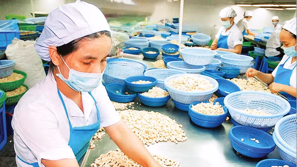 Sơ chế hạt điều xuất khẩu tại doanh nghiệp trên địa bàn tỉnh Đồng Nai. (Ảnh ĐỨC ANH)