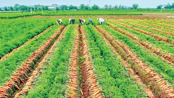 Vùng trồng cây và rau màu 360 ha được quy hoạch tại 7 thôn ở xã Đức Chính (Hải Phòng), trong đó 80% diện tích dành cho cây cà-rốt phục vụ thị trường trong nước và xuất khẩu. (Ảnh NHẤT NGUYÊN)