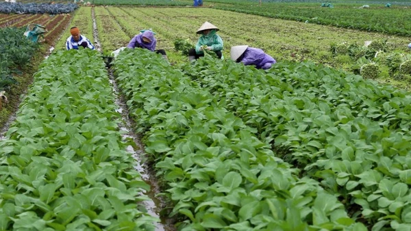 Thu hoạch rau tại Hợp tác xã Rau an toàn Văn Đức, xã Bát Tràng, thành phố Hà Nội. (Ảnh TTXVN)