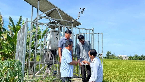 Sản xuất lúa ứng dụng công nghệ thông minh tại xã Tân Xuân (tỉnh Vĩnh Long) mang lại hiệu quả kinh tế cao.