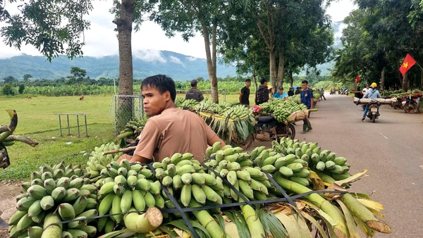 Người dân tập trung mua bán chuối tại địa điểm do địa phương quy hoạch tạm thời.