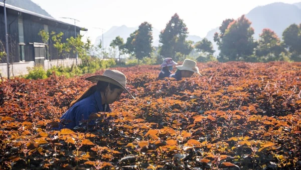 Việt Nam có sự đa dạng sinh học với hàng nghìn cây thuốc quý có thể dùng để làm các loại thực phẩm chức năng rất tốt cho sức khỏe. (Ảnh: Cây tía tô được trồng và chăm sóc tại Trung tâm Bảo tồn và Phát triển dược liệu Mường Lống).