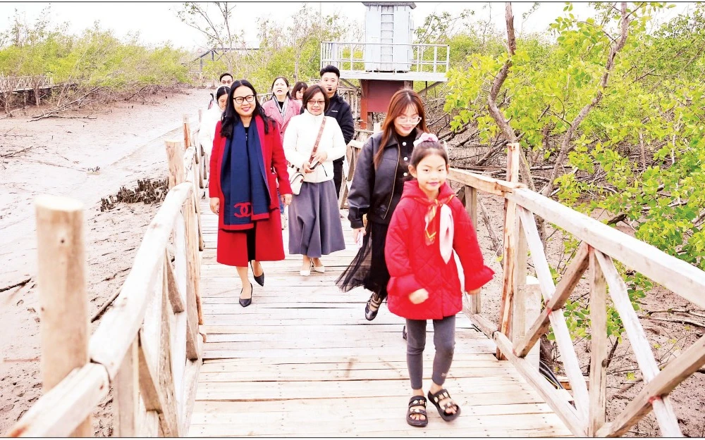 Khách du lịch tham quan rừng ngập mặn Đồi Rồng, phường Đồ Sơn, thành phố Hải Phòng. (Ảnh NGUYỄN ĐĂNG)