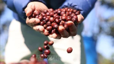 Cà-phê đặc sản của trang trại Aeroco Coffee, thành phố Buôn Ma Thuột, tỉnh Đắk Lắk. (Tuấn Anh/TTXVN)