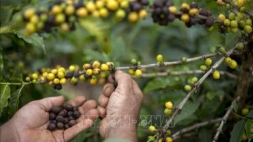 Mức áp thuế 50% mà Mỹ áp lên Brazil gần như đã “đóng băng” dòng chảy thương mại song phương, qua đó tiếp sức cho giá cà-phê phục hồi. (Ảnh: TTXVN)