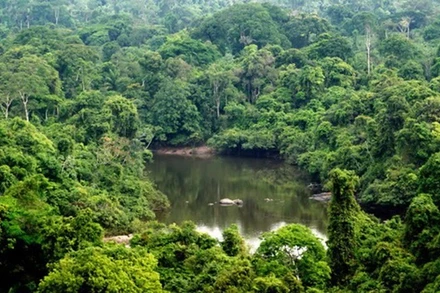 Khu bảo tồn Alto Maues của Brazil. (Nguồn: www.wwf.org.br/TTXVN)