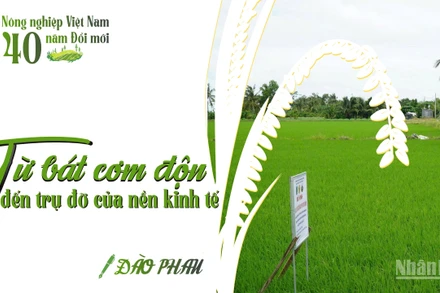 Từ bát cơm độn đến trụ đỡ của nền kinh tế