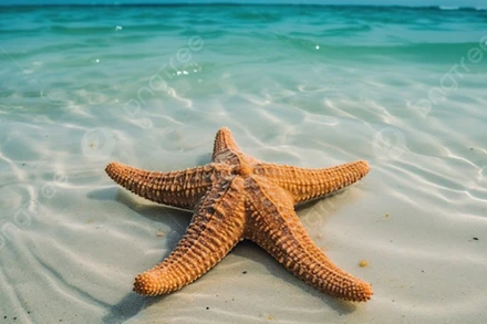 Một con sao biển. (Nguồn: Pngtree/TTXVN)