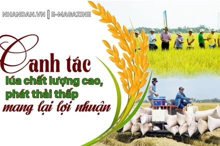 Canh tác lúa chất lượng cao, phát thải thấp mang lại lợi nhuận