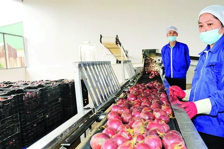 Sơ chế chanh leo xuất khẩu tại Công ty cổ phần Thực phẩm xuất khẩu Đồng Giao. (Ảnh: ĐỨC AN)