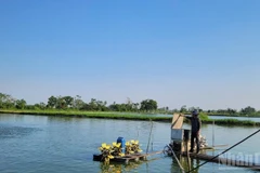 Mô hình nuôi cá rô phi mang lại lợi ích kinh tế cao tại xã Ứng Hòa, Hà Nội. (Ảnh: THANH TRÀ)