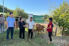  Nhân rộng mô hình sinh kế cho hộ nghèo vùng cao Quảng Ngãi