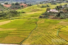 Gắn kết du lịch sinh thái núi rừng và biển đảo là định hướng chiến lược để tỉnh Quảng Ngãi định vị trên bản đồ du lịch trong nước.