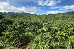 Với nhiều tiềm năng cây công nghiệp, xã Đăk Long có nhiều cơ hội thay đổi diện mạo vùng đất mới.