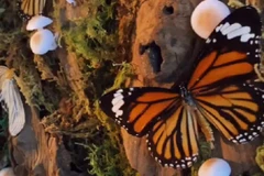 Chàng trai 9x lưu giữ vẻ đẹp thiên nhiên qua nghệ thuật tiêu bản