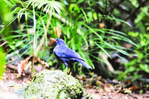 Chim hoét xanh tại Vườn quốc gia Bạch Mã.