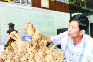 Ông Trần Bá Ninh bên bộ rễ cây xáo tam phân tích lũy nhiều hoạt chất, nhất là nhóm saponin hiện có giá bán từ 1,5-2,7 triệu đồng/kg.