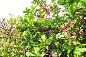 Cà-phê mít của chị Trần Mai Hương cho quả chất lượng tốt.