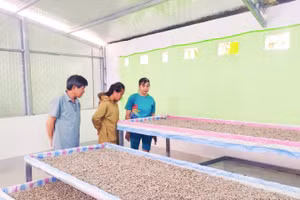 Gia đình chị Nông Thị Ánh ở Tổ 10, phường Nùng Trí Cao nuôi tằm giống.