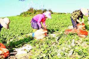 Hợp tác xã nông sản Mơi Hạnh liên kết với người dân xã Xín Mần trồng củ cải xuất khẩu.