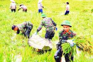 Chiến sĩ Sư đoàn 316 hỗ trợ người dân thu hoạch lúa sau mưa bão.