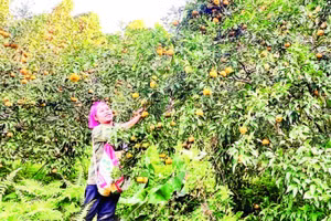 Vùng cam, quýt đặc sản, đã cấp chỉ dẫn địa lý tại xã Bạch Thông (Ảnh TÙNG VÂN)