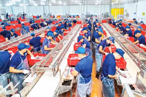 Nhà máy Thủy sản Nam Việt tại Cụm công nghiệp Mỹ Quý đang đẩy mạnh sản xuất cá tra xuất khẩu, tạo việc làm cho người lao động (Ảnh MINH HIỂN)