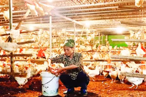 Nuôi gà đẻ trứng mang lại thu nhập cao cho nông dân xã Lương Bằng, tỉnh Hưng Yên.