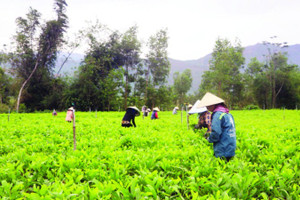 Vườn keo giống của chị Phạm Thị Vinh giúp khoảng 20 lao động địa phương thu nhập 350-400 nghìn đồng/ngày.