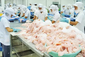Doanh nghiệp chế biến cá tra phi lê xuất khẩu ở Khu công nghiệp Trà Nóc, Cần Thơ.