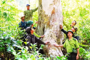 Tỉnh Đắk Lắk đang thúc đẩy phát triển nông lâm nghiệp bền vững thích ứng biến đổi khí hậu.