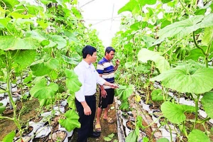 Chủ tịch Ủy ban nhân dân xã Ia Phí Nguyễn Công Sơn (áo trắng) kiểm tra công tác trồng dưa lưới trên địa bàn.