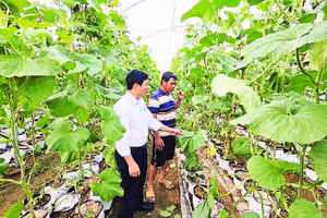 Chủ tịch Ủy ban nhân dân xã Ia Phí Nguyễn Công Sơn (áo trắng) kiểm tra công tác trồng dưa lưới trên địa bàn.