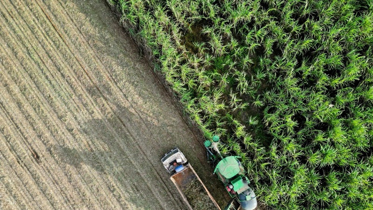 Vùng nguyên liệu công nghệ cao bền vững của TTC AgriS tại Tây Ninh, ghi nhận sản lượng đạt mục tiêu, tiến tới “thắng lợi kép” cùng nông dân được mùa được giá.