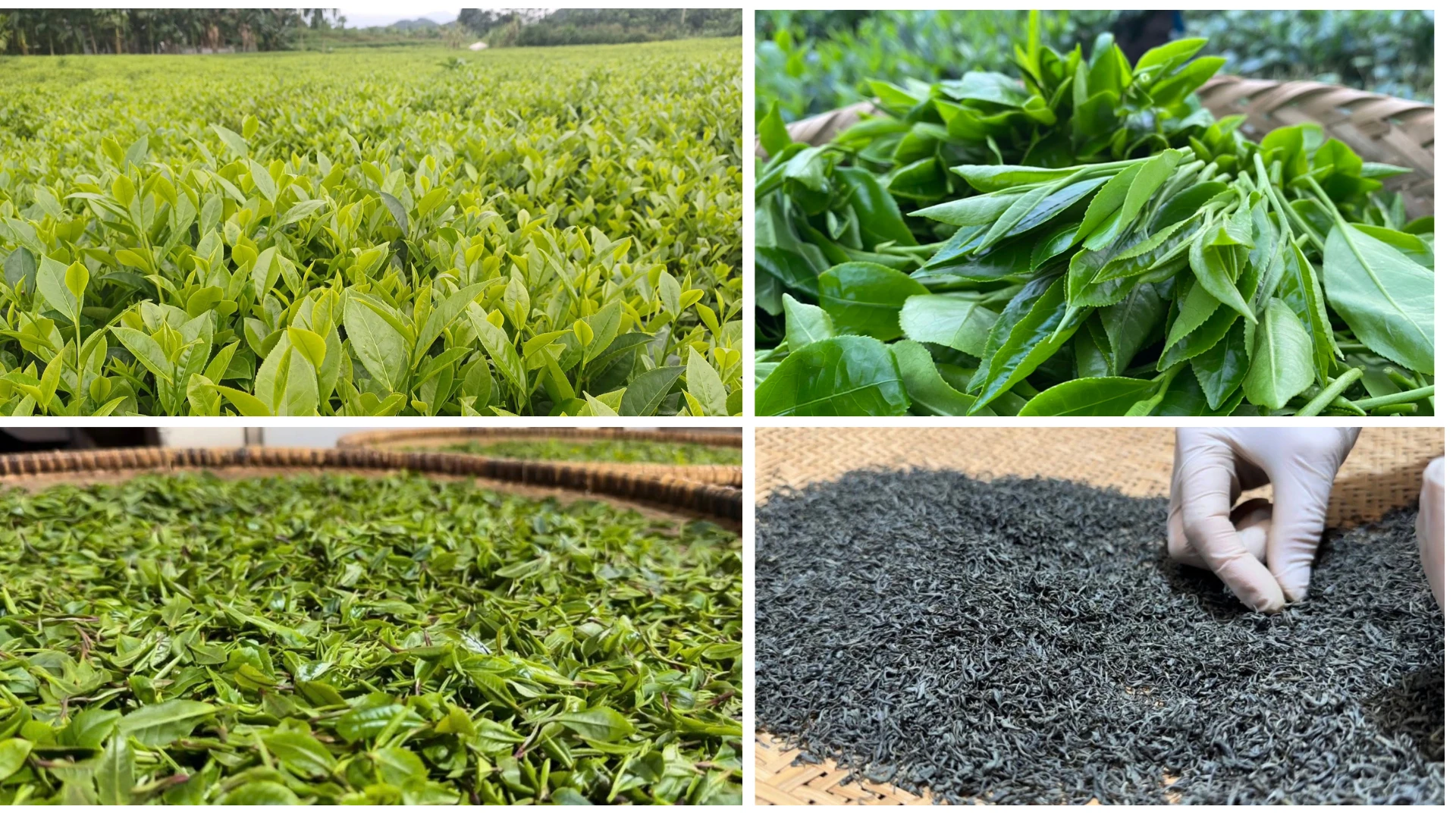 Số hóa sản xuất nông nghiệp: Định hình chuỗi giá trị bền vững