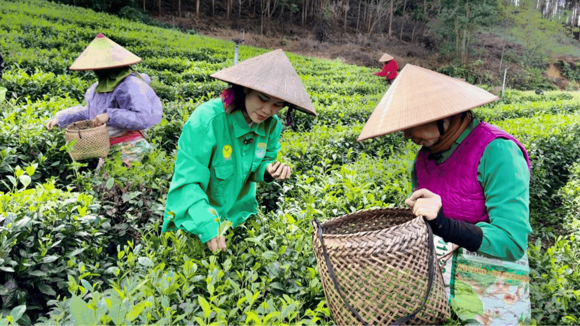 Trà Hương Quê Phú Lương: Từ Nương Chè Đến Thị Trường Quốc Tế