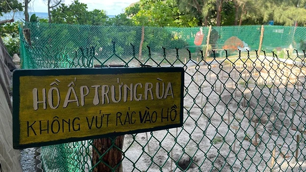 Côn Đảo là một trong những địa điểm quan trọng nhất tại Việt Nam cho các chương trình bảo tồn rùa biển. (Ảnh: Đình Nam)