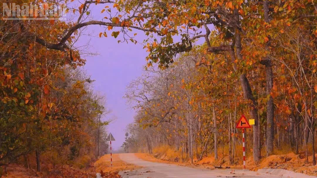 "Rừng khộp" ở Vườn Quốc gia Yok Đôn vào mùa thay lá.