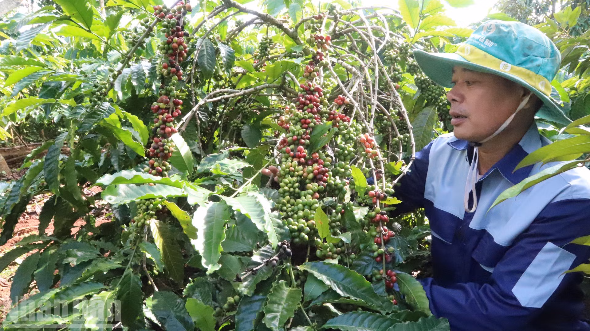 Đắk Lắk có hơn 1,087 triệu ha đất sản xuất nông nghiệp phù hợp trồng các loại cây công nghiệp chủ lực, nhất là cây cà-phê...