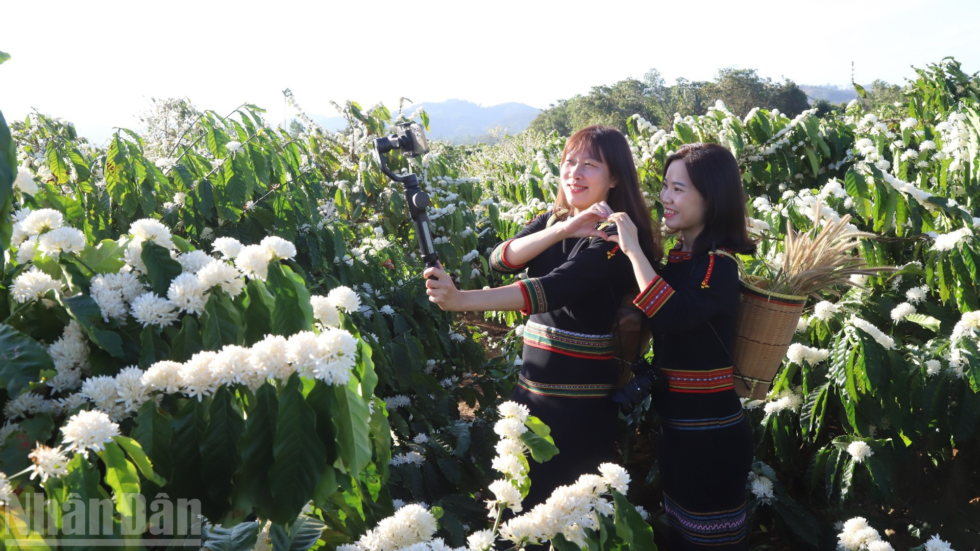 Các bạn trẻ check-in giữa vườn hoa cà-phê.