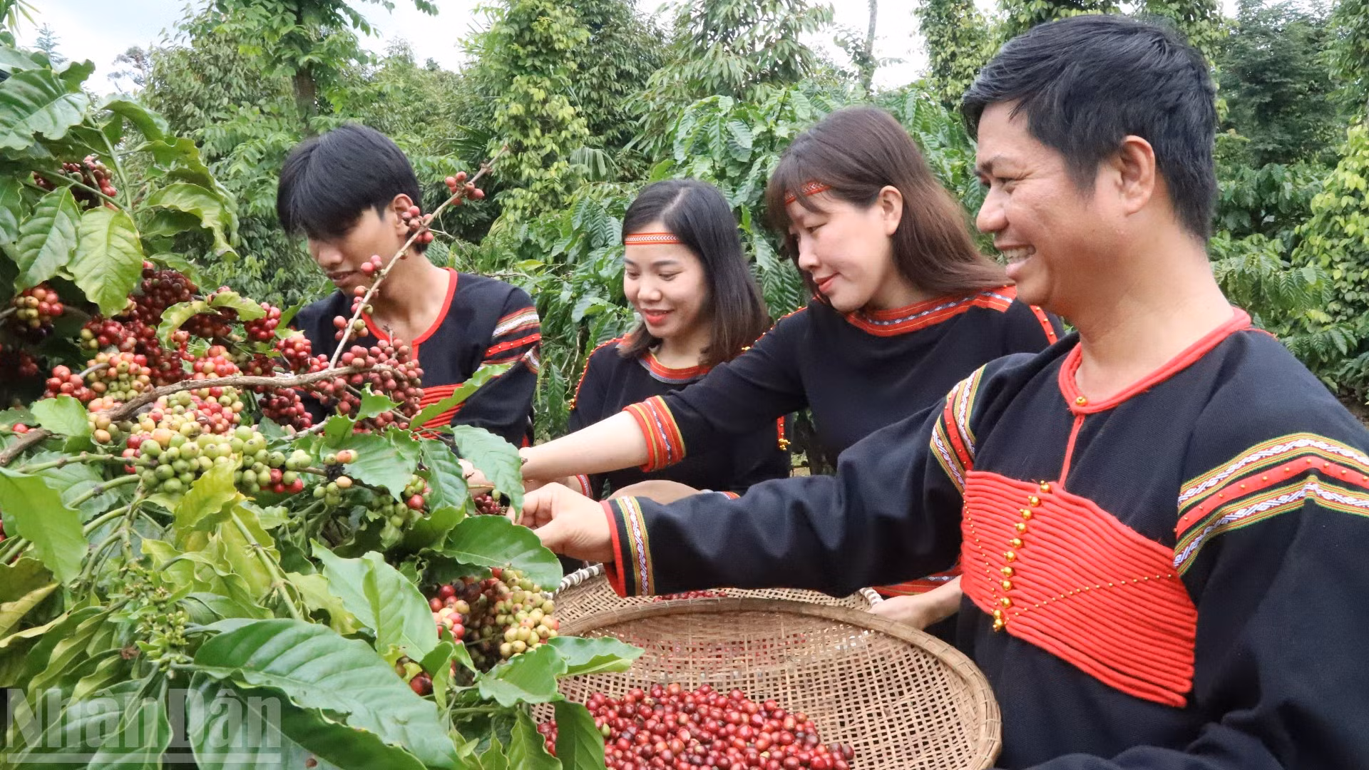 Người dân Đắk Lắk thu hoạch cà-phê niên vụ 2025-2026.