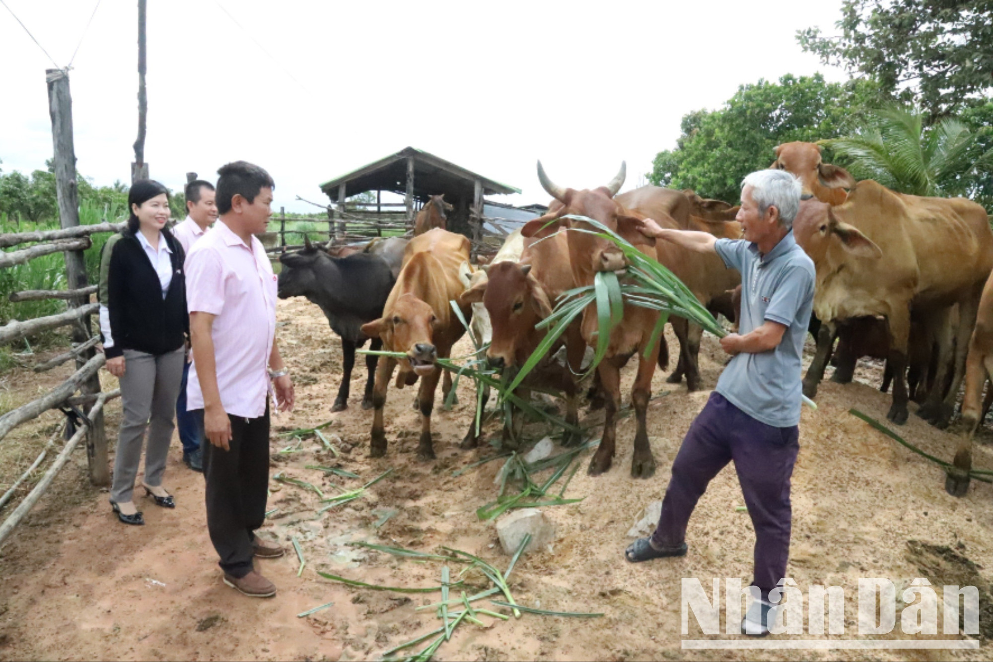 ហើយនេះគឺជាគំរូចិញ្ចឹមគោរបស់គ្រួសារលោក Nguyen Van Tuan នៅភូមិ Thinh Phu ឃុំ Ia Lop ស្រុក Ea Sup។ ពីប្រាក់កម្ចីគោលនយោបាយ គាត់បានវិនិយោគលើការចិញ្ចឹមគោតាំងពីឆ្នាំ 2007 ។ គំរូបង្កាត់ពូជគោបានជួយគ្រួសាររបស់គាត់សាងសង់ផ្ទះធំទូលាយ ហើយឥឡូវនេះហ្វូងបានកើនឡើងដល់ 28 គោ។ img-0004-9109.jpg