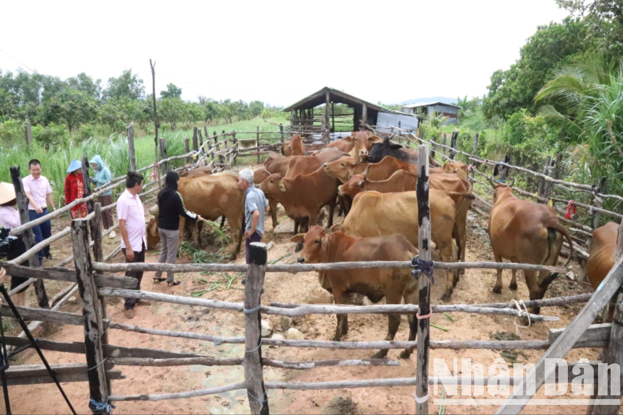 មិនត្រឹមតែពង្រឹងខ្លួនឯងប៉ុណ្ណោះទេ លោក ង្វៀន វ៉ាន់ទួន ក៏បានណែនាំគ្រួសារមួយចំនួនទៀតឱ្យបង្កើតគំរូចិញ្ចឹមគោ ដោយប្រើកម្ចីអនុគ្រោះពីធនាគារគោលនយោបាយសង្គមនៃស្រុកអៀសប ដើម្បីជួយពួកគេឱ្យរួចផុតពីភាពក្រីក្រ។ img-0026-7892.jpg