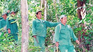 Các thành viên trong tổ cộng đồng nhận khoán bảo vệ rừng quốc gia Bù Gia Mập tuần tra bảo vệ rừng.
