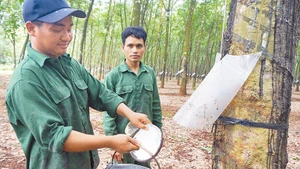 Công nhân khai thác mủ cao su tại Đội 2, Công ty TNHH MTV cao su Lộc Ninh.