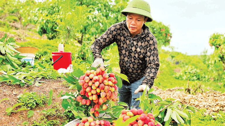 Anh Hoàng Văn Sơn, thôn Quất Du 1, thu gom vải sạch cho doanh nghiệp đóng hàng xuất khẩu sang các nước EU. untitled-12.png