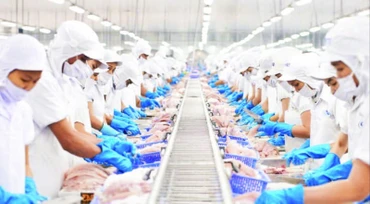 Chế biến cá tra xuất khẩu tại Công ty cổ phần Vĩnh Hoàn. (Ảnh THANH NGỌC)
