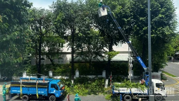 Đà Nẵng chủ động cắt tỉa cây trên các tuyến phố chính ngày 23/8. (Ảnh: ANH ĐÀO)