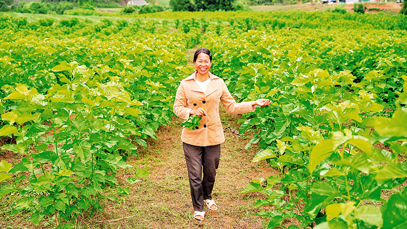 Được sự hỗ trợ của Dự án “Tôi gieo vui-She Feeds the World”, nhiều phụ nữ ở xã vùng sâu Yang Mao, tỉnh Đắk Lắk phát triển nghề trồng dâu nuôi tằm, vươn lên thoát khỏi đói nghèo.