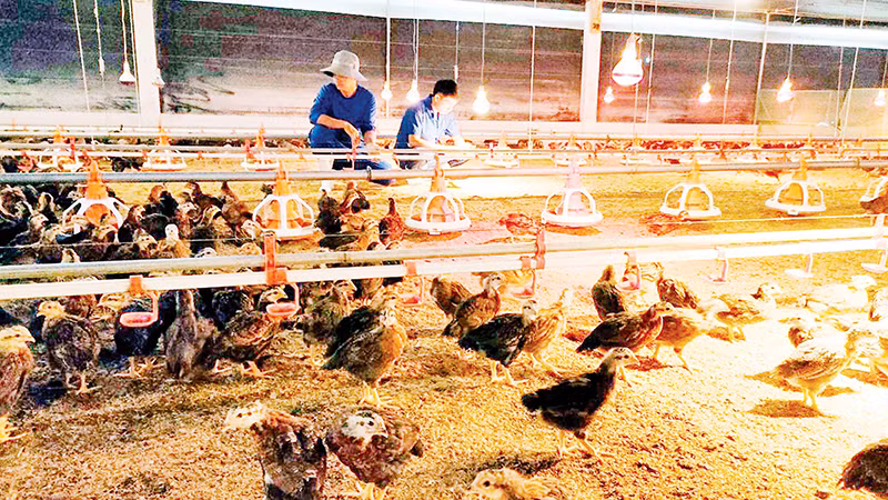 Mô hình chăn nuôi gà khép kín, sử dụng đệm lót sinh học của anh Nguyễn Văn Vượng, xã Nam Ban Lâm Hà, tỉnh Lâm Đồng.